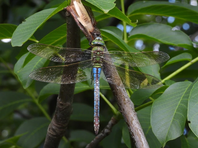 Anax imperator - zöld óriásacsa Anax imperator - zöld óriásacsa