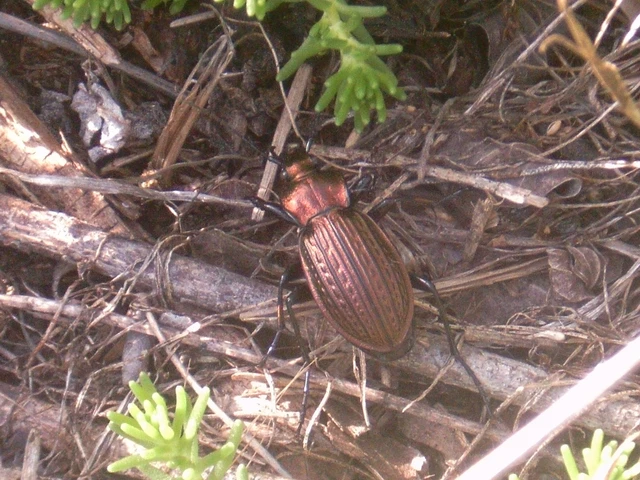 Carabus ulrichii - rezes futrinka Carabus ulrichii - rezes futrinka