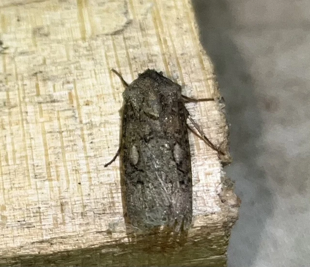 Agrotis segetum - vetési földibagoly