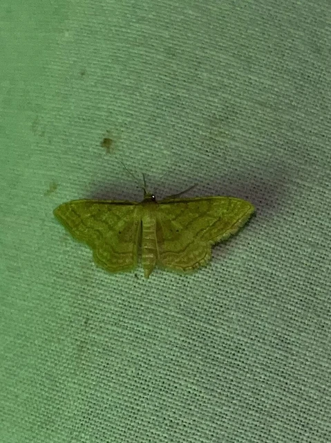Idaea rufaria - vörhenyes sávosaraszoló