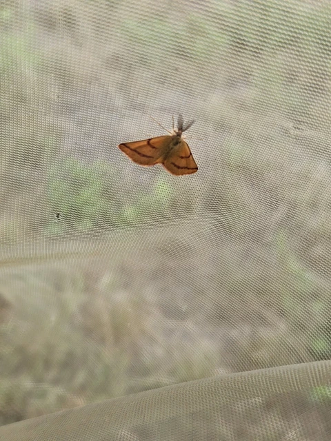 Lythria purpuraria - bíborsávos araszoló