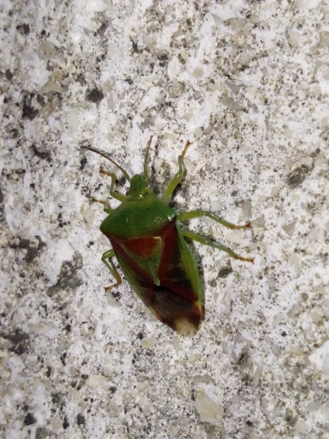 Elasmostethus Elasmostethus