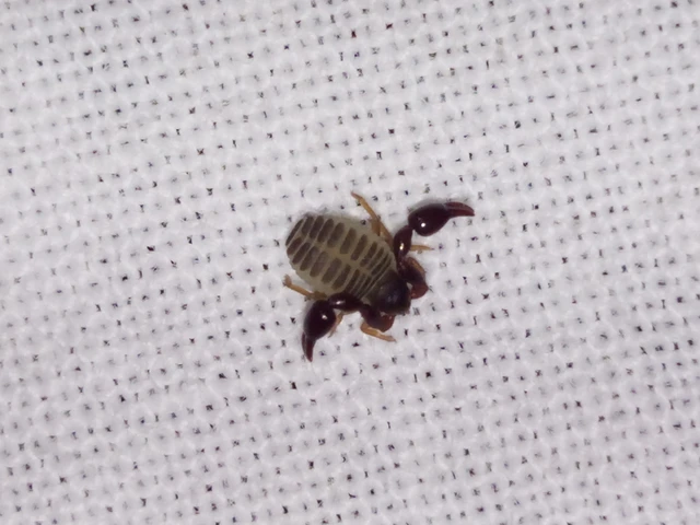 Pseudoscorpionida - Álskorpiók