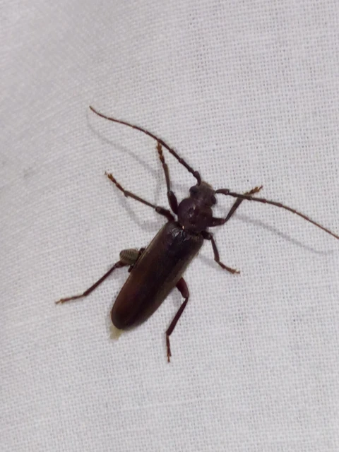 Arhopalus rusticus - gödrösnyakú cincér