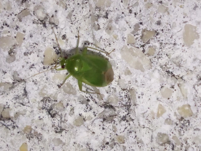 Miridae - mezeipoloskák