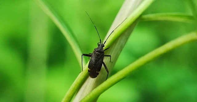 Closterotomus fulvomaculatus - komlópoloska