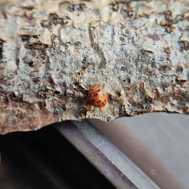 Subcoccinella vigintiquatuorpunctata - lucernaböde