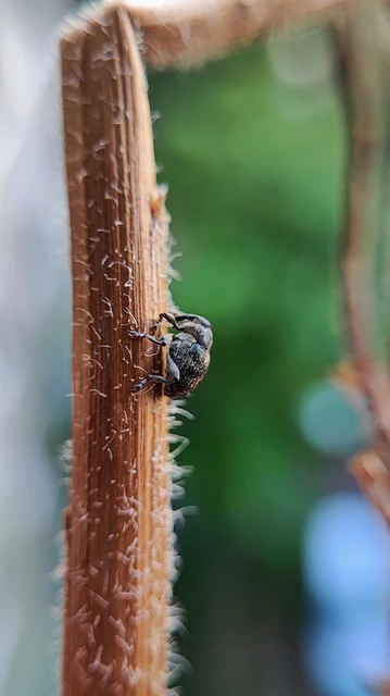 Mogulones abbreviatulus - nagy nadálytő-tarkaormányos