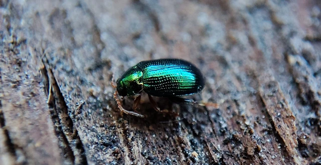 Crepidodera