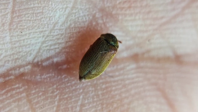 Byturus