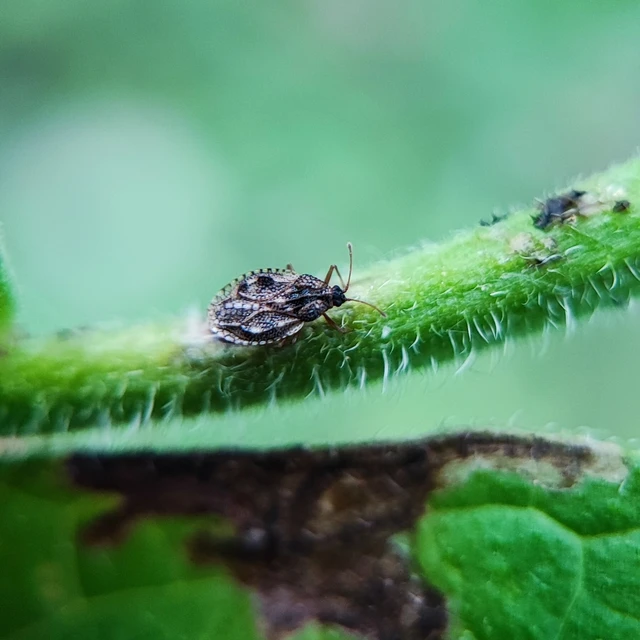 Dictyla humuli - tüdőfű-csipkéspoloska