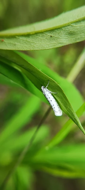 Yponomeuta