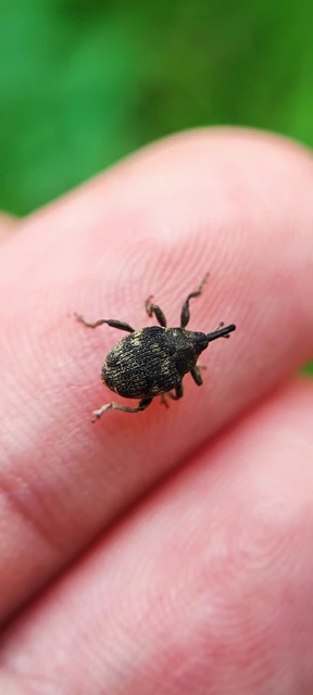 Mogulones abbreviatulus - nagy nadálytő-tarkaormányos