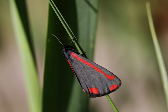 Tyria jacobaeae - jakabfű-medvelepke