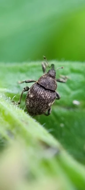 Mogulones abbreviatulus - nagy nadálytő-tarkaormányos