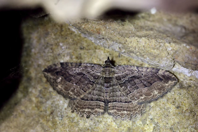 Philereme transversata - varjútövis-araszoló