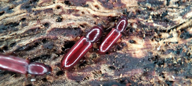 Corticeus unicolor - egyszínű kéregbújó