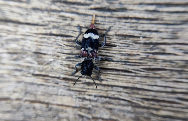 Clerus mutillarius - feketenyakú szúfarkas