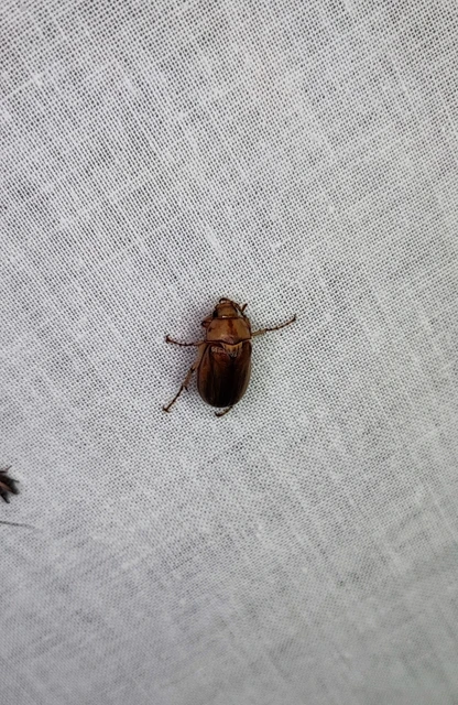 Rhizotrogus aestivus - tavaszvégi cserebogár