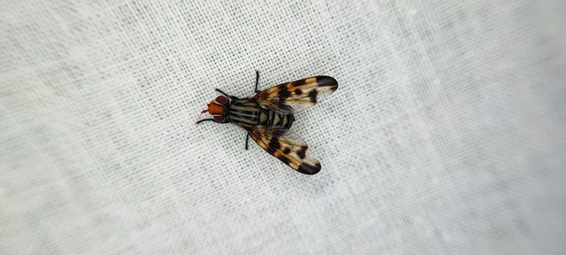 Otites levigata