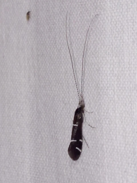 Trichoptera - Tegzesek