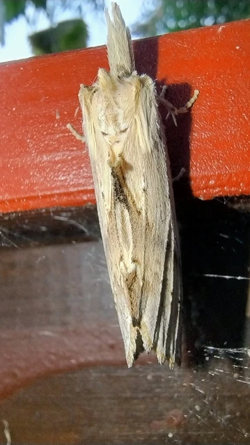 Pterostoma palpina - csőrös púposszövő
