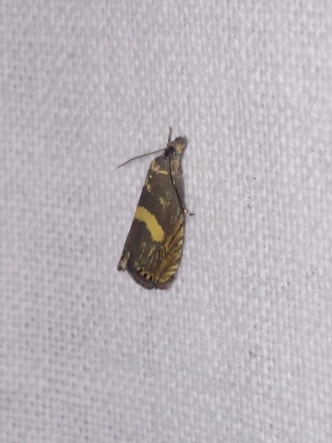 Dichrorampha petiverella - közönséges gyökérfúrómoly