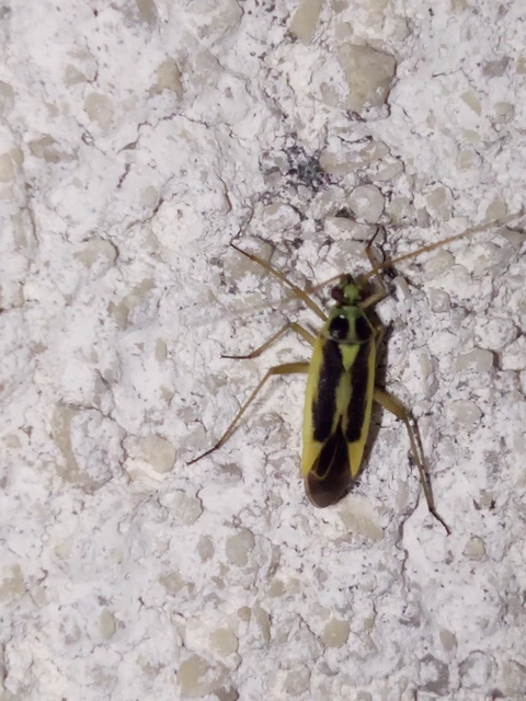 Stenotus binotatus - kétfoltos mezeipoloska