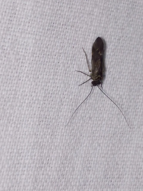Psocoptera - Fürgetetvek