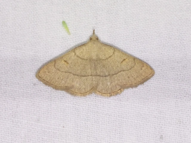 Paracolax tristalis - sárgás karcsúbagoly