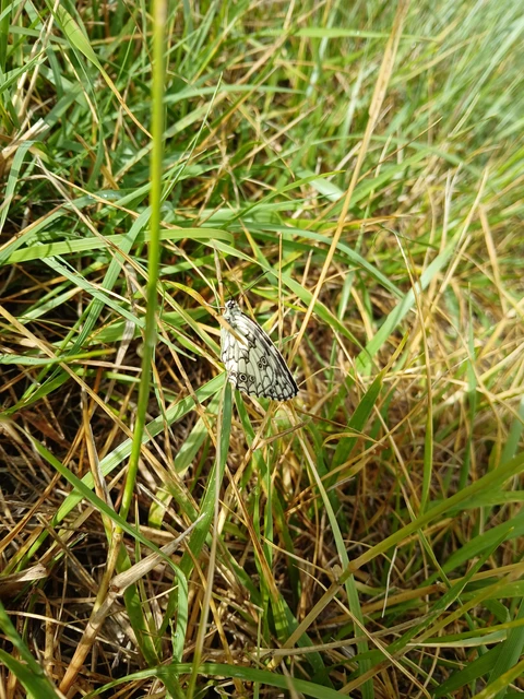 Melanargia galathea - sakktáblalepke