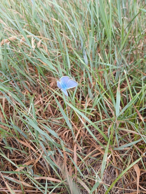 Polyommatus icarus - közönséges boglárka