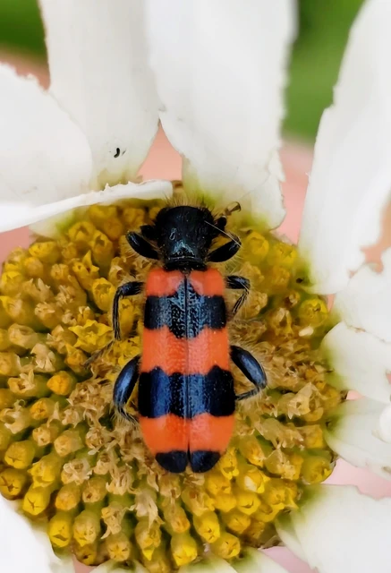 Trichodes apiarius - szalagos méhészbogár
