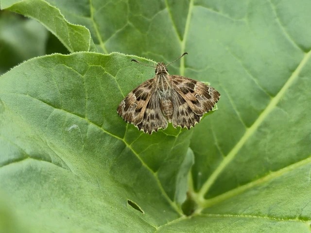 Carcharodus alceae - mályva-busalepke