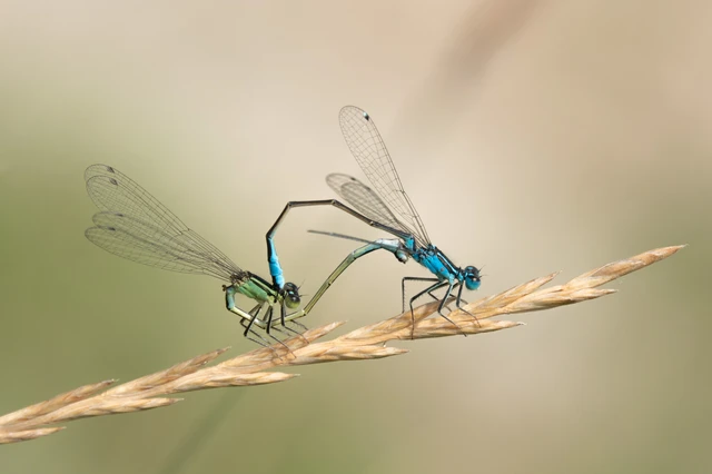 Ischnura elegans pontica - kéköves légivadász