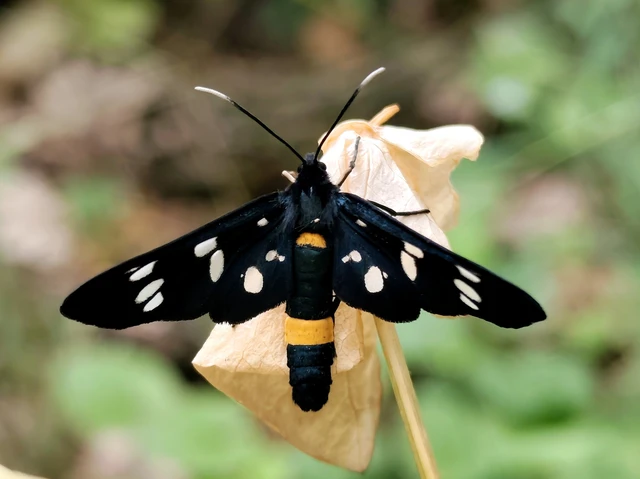 Amata phegea - fehérpettyes álcsüngőlepke