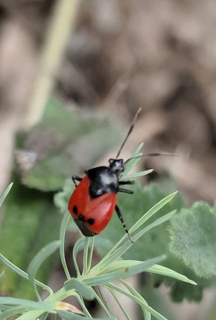 Deraeocoris rutilus - cinóber mezeipoloska
