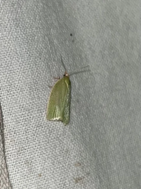 Tortrix viridana - tölgyilonca