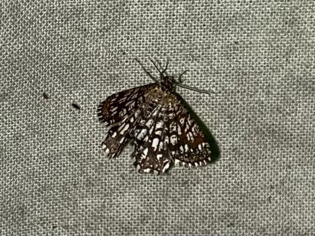 Chiasmia clathrata - rácsos rétiaraszoló