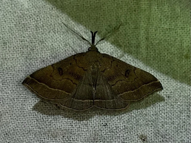 Pechipogo plumigeralis - tollascsápú karcsúbagoly