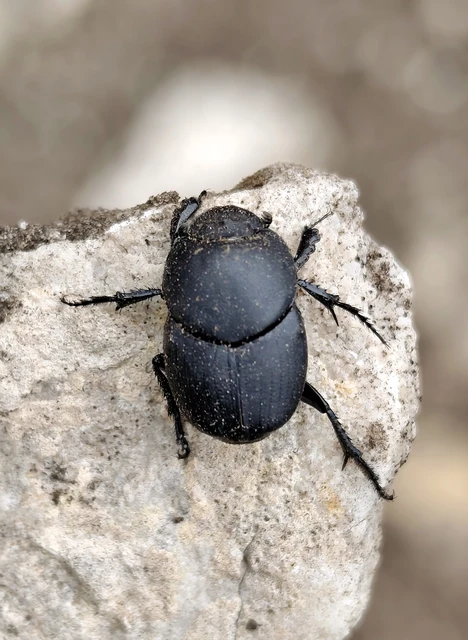 Euonthophagus amyntas alces - egyléces trágyatúró