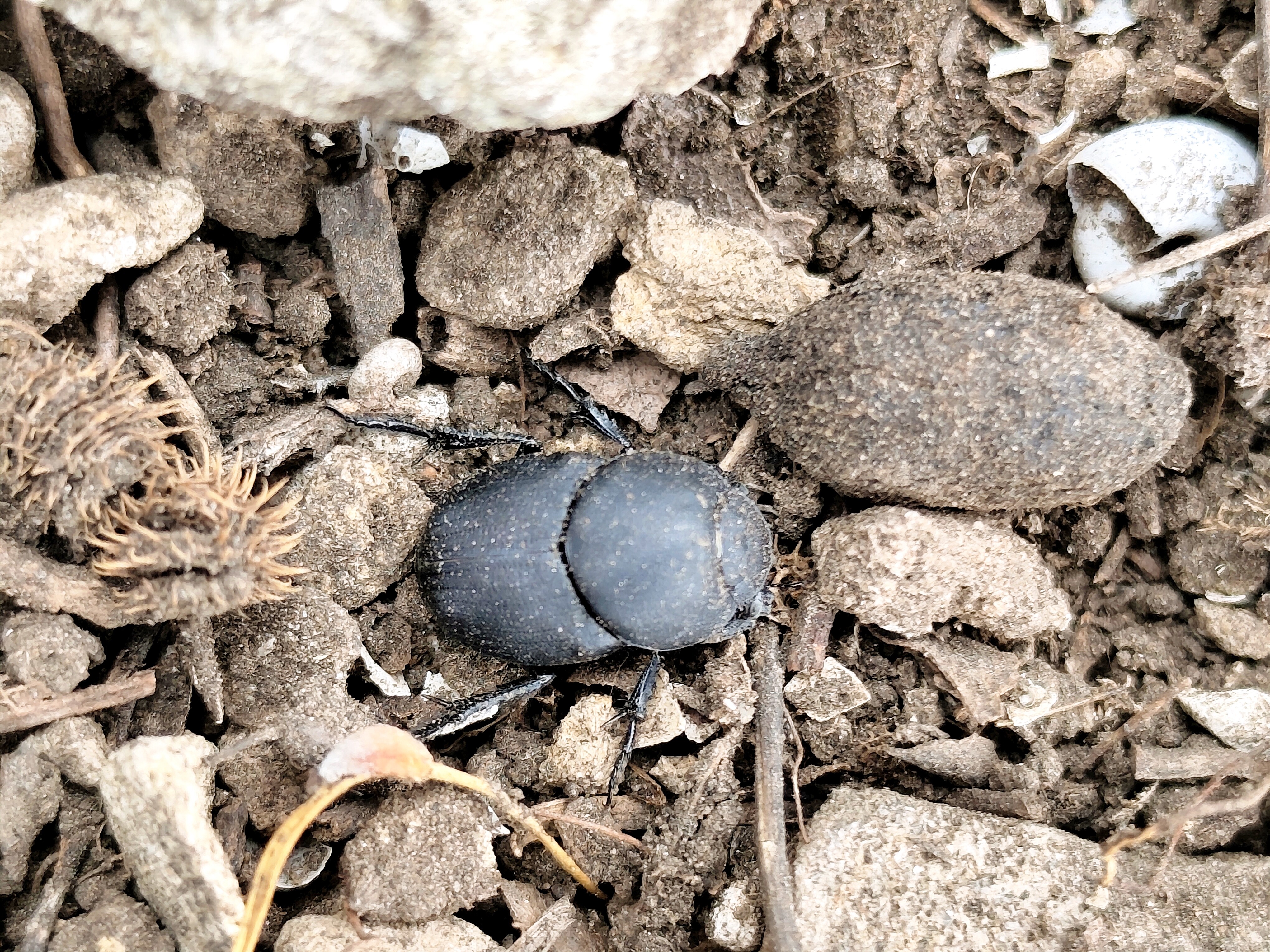 Euonthophagus amyntas alces - egyléces trágyatúró