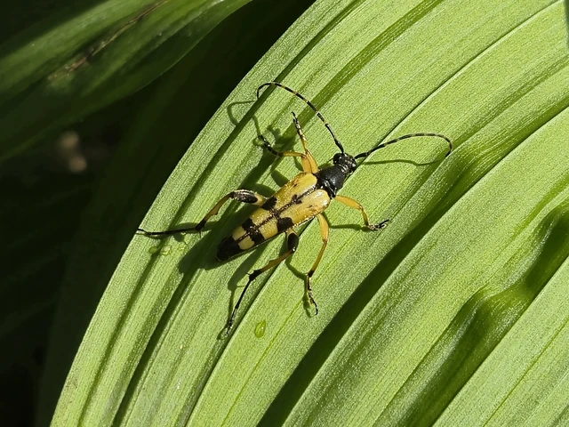 Rutpela maculata - tarkacsápú karcsúcincér