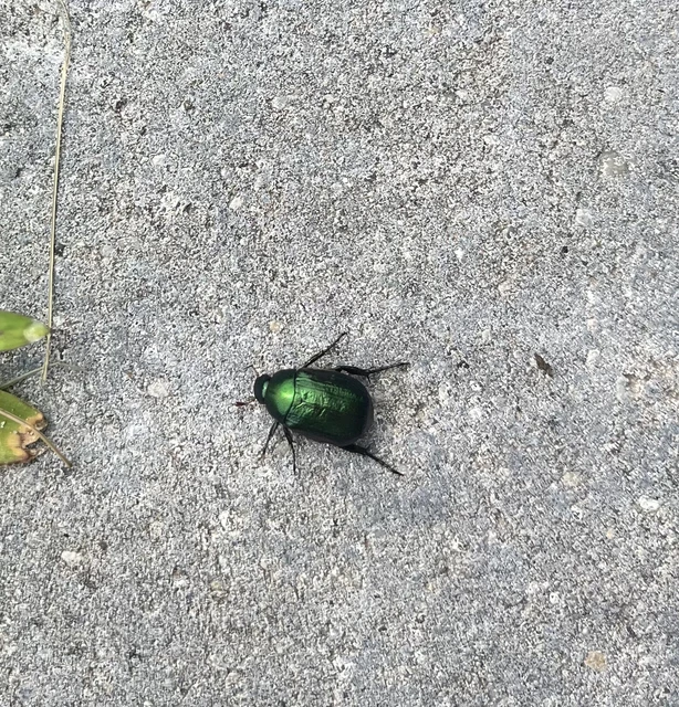 Anomala dubia - kis fináncbogár