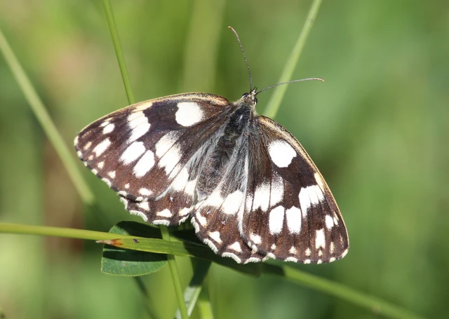 Melanargia galathea - sakktáblalepke