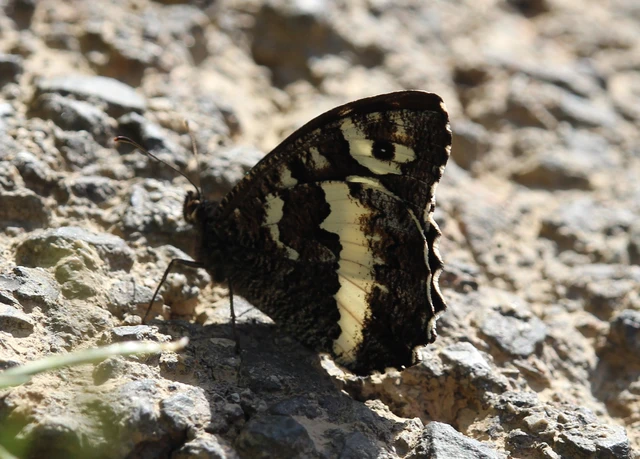 Brintesia circe - fehéröves szemeslepke