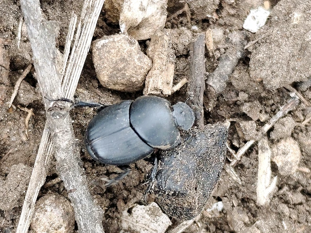 Euonthophagus amyntas alces - egyléces trágyatúró