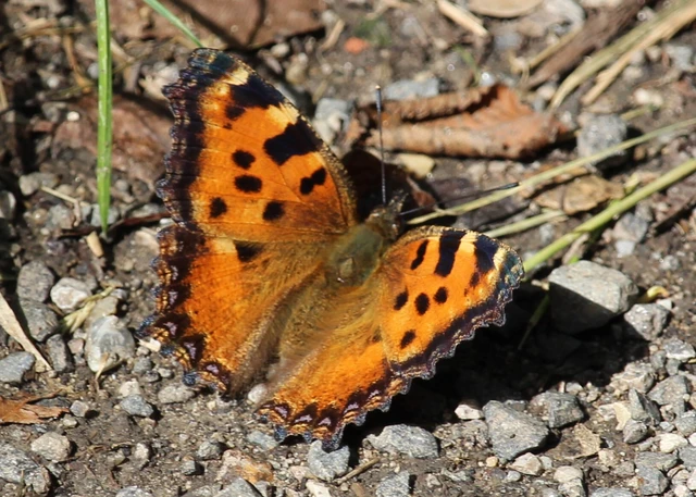 Nymphalis polychloros - nagy rókalepke