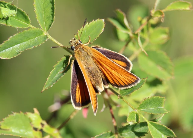 Thymelicus lineola - vonalas busalepke