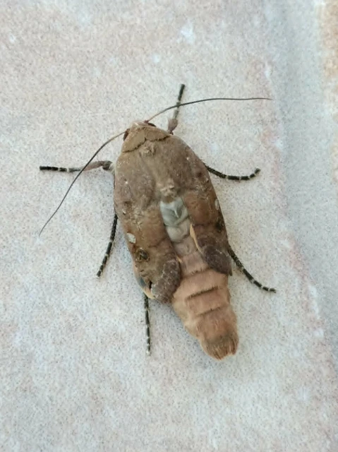 Noctua pronuba - nagy sárgafűbagoly